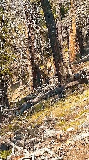 Colorado 2020 Archery Bull Elk 🏹🏔️ #archery #elk #hunting #bull