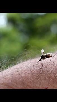 Infected with Chikungunya in 2025, they fear the return of the mosquito
