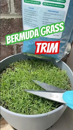 Green Color Restored on Bermuda Grass! #lawn