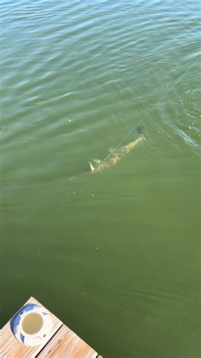 Catch of the Day: 3ft 50 lb Alligator Gar