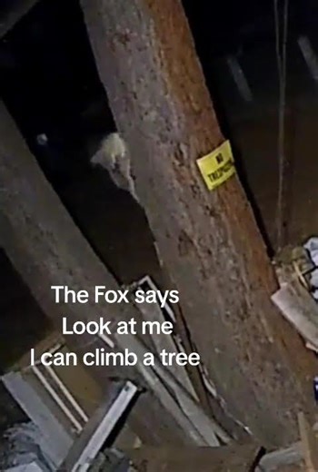 Foxes Climb Trees