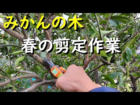 【柑橘3月の管理】みかんの木はこの3月の剪定が最も大切な時期です