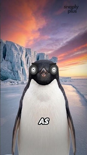 Penguins Are Cuter Than You Think? 🐧