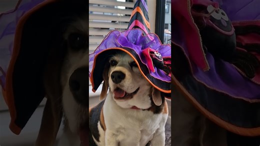 Beagles get spooky picking costumes for trick-or-treating