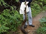 Moment British businessman captures killer Python in Hong Kong