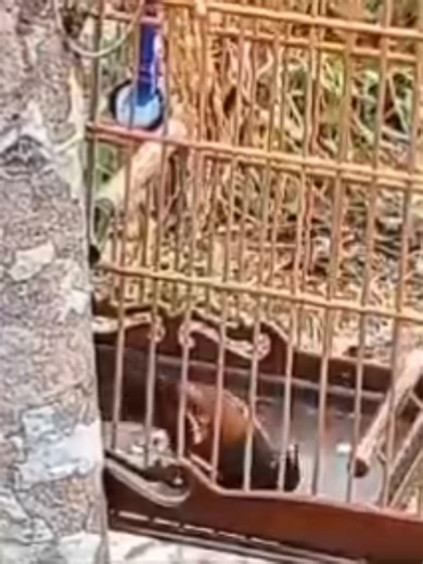 Amantes de Curió: Dicas e Aventuras com Gaiolas