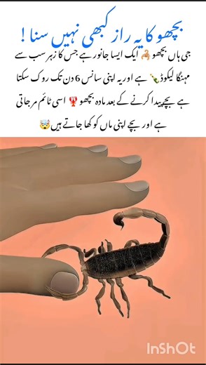 Scorpion 🦂 truth amazing wildlife animal facts #scorpion #naturefacts #wildlife #nature #shorts