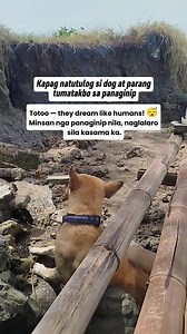 They dream like humans! #kilayandfriends #dogfactsdaily #dogs #petlovers #mansbestfriend #fblifestyle | KILAY and Friends