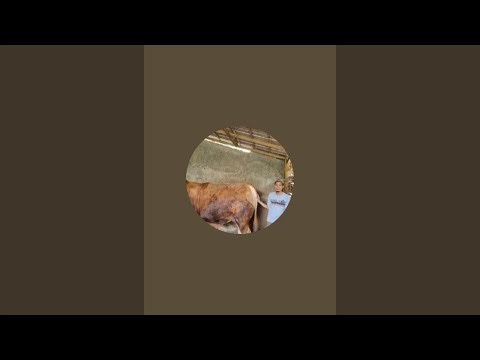 Cara beternak sapi dengan benar. Dari perawatan management pakan dan keuangan hingga pemasaran sapi.