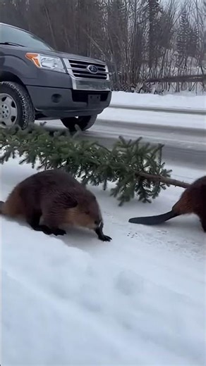 Beavers STEAL a Christmas Tree 😳🎄 | Traffic Stops for Wild Winter Moment 😂