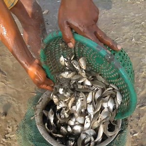 পুটি মাছ ধরার অসাধারণ কৌশল // Putty is a great fishing technique. | Village Fishing