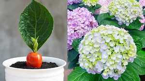 561K views · 21K reactions | Tips To Grow Hydrangea With Leaves Simple 100% Success | DIY Balcony Garden | Facebook