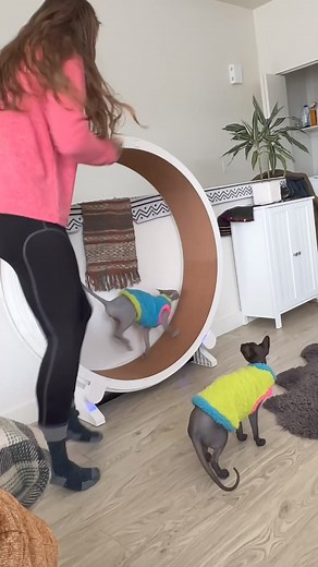 2.2K views · 39 reactions | Chasing those fitness goals one paw at a time  : @hairlesslilbeans Have your tried this with your cat before?  Highly recommended! #onefastcat #catwheel #catexercise #cathealth #catfitness #cats #cats_of_instagram #sphynx #sphynxcat | One Fast Cat | Facebook