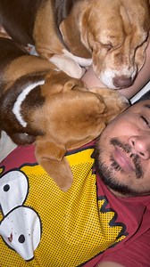 Naka snore pods pro max ako🤣 dinig na dinig ko yung duet na hilik ni Athena at Bella eh. #baltiksbeaglepawmily #beaglelifestyle #fyp #Athena #Brienne | Baltik’s Beagle Pawmily