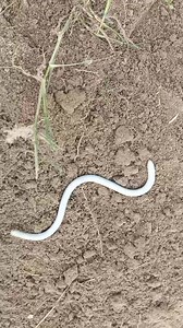 Blind snake almost looks albino | Snake Rescue With Kingfrey and Family