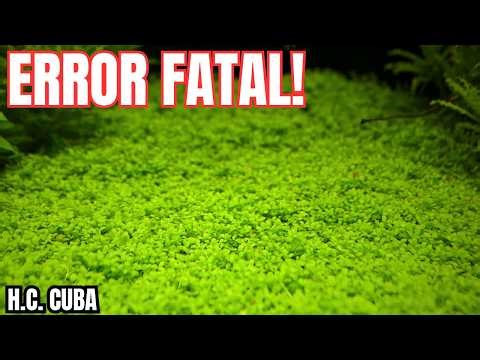 NO PLANTES CUBA SIN VER ESTO! 🌿 El Secreto para una Alfombra PERFECTA en 30 Días