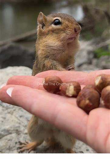 Funny Chipmunk Moments: Nature's Cutest Squeaks