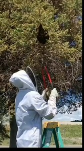 Catching a swarm of bees and giving them a safe home! #beekeepinglikeagirl #commercialbeekeeping #beekeepingaustralia #naturalbeekeeping #beekeepingbaby | Beekeeping 84