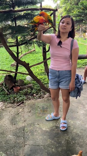 Thanks, Berces family of Bacoor City. | open daily from 7AM to 8:30AM | DENR CWR No. R4A-CWR-2017-CAV-046 | Eboy Sabater's Aviary