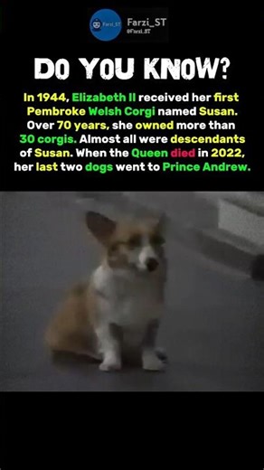 The Royal Corgis. #shorts