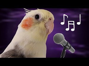 Singing TRAINING for COCKATIELS | Opera - "La Traviata" by Verdi, and "Queen of the Night" by Mozart