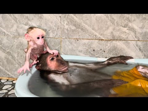 Monkey ABU happily bathes with baby monkeys!