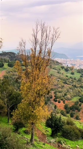 سويسرا طبريا: جمال الطبيعة الساحر
