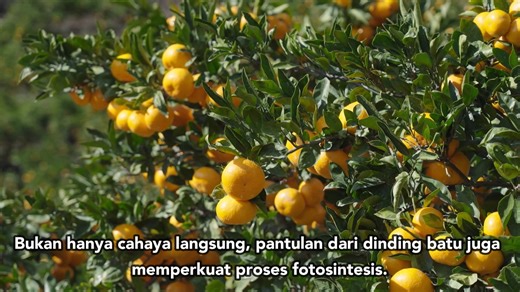 13K views · 245 reactions | Mikan jeruk khas Jepang yang lahir lebih...