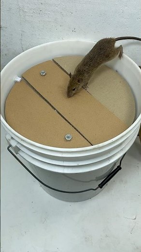 Homemade trap/Homemade mouse traps are easy and safe #rattrap #mouse