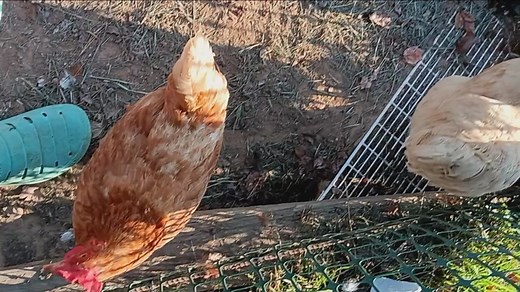 Jennifer Kelly (@jenniferkelly643)’s videos with original sound - Jennifer Kelly