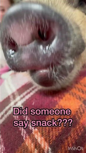 Did someone mention food?!? Piggy smacking her lips 🐷🐷. #pigfeed