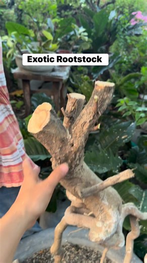 Preparing for a 3-layer mono grafted bougainvilla | Susan Nava