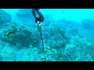 2018 4 8 wakayama クエ釣り水中映像