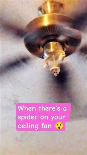 when there's a spider on your ceiling fan 🤯 #fypシ゚viral