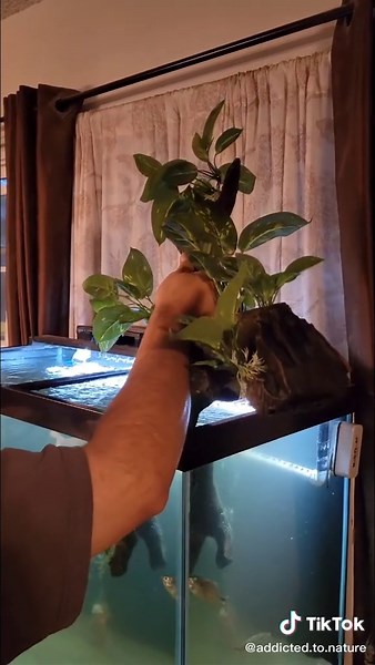 Transform Your Severum Tank with Stunning Aquascaping