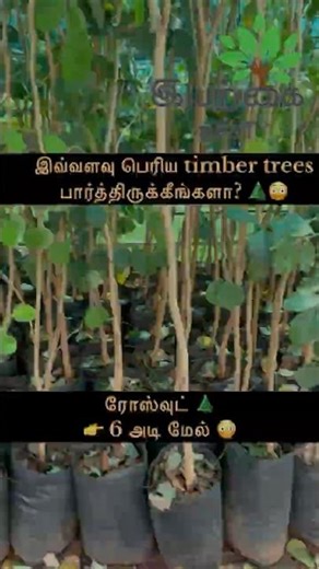👉 பெரிய அளவிலான Timber Trees 🌲 | Mahogany, Venghai, Rosewood