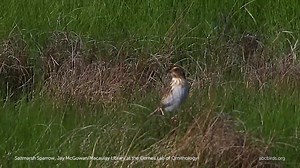 1.8K views · 200 reactions | The Saltmarsh Sparrow's life is intimately connected to the tides. The bird's marshy nest sites, built just above the high tide mark mean sea-level rise and habitat loss are major concerns. Learn more: https://abcbirds.org/bird/Saltmarsh-Sparrow/ | American Bird Conservancy | Facebook