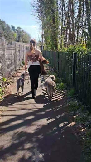 Walking the Bedlington Whippets,
