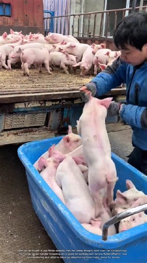 Why Farmers Load Piglets This Way Before Transport #rurallife #livestocklife #farm