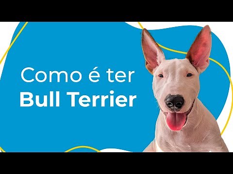 COMO É TER UM BULL TERRIER: COMPORTAMENTO, CUIDADOS ESSENCIAIS E CURIOSIDADES