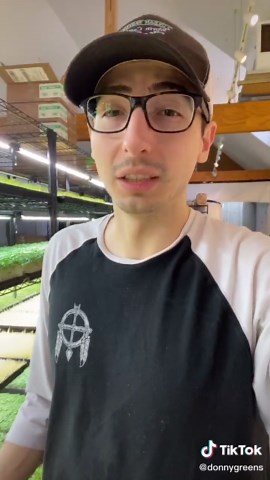 Moldy Wheatgrass? #wheatgrass #mold #microgreens #microgreensfarmer #microgreensbusiness #howtogrowmicrogreens