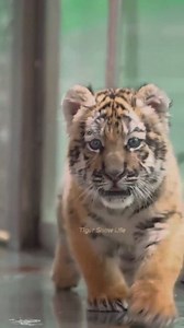 Tiger cubs explore outside for the first time. 🥰 . . . . #Lovely #tigercub #babytiger #tigers | Tiger Show Life