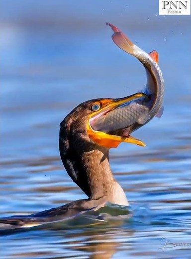 Cormorant's Epic Fish Battle: Nature's Wild Struggle to Swallow Prey