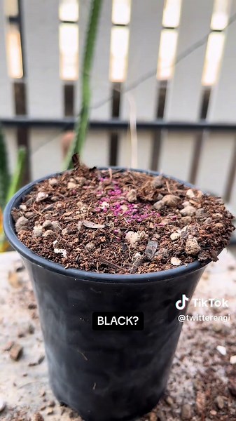 Cactus Collection Care Tips for Black Gymnocalycium