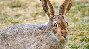 Viral Video of a Massive Jackrabbit Has People Realizing How Big Rabbits Can Be