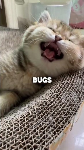 3 Reasons You’ll Fall in Love with Munchkin Cats! #cats #munchkincat