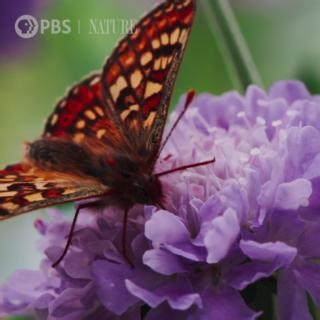 53K views · 1.6K reactions | Take a deep breath and take in the beauty of springtime in Ireland. "Wild Ireland: Kingdom of Stone" is now streaming: https://ow.ly/CNMK50RTar1 | Nature | PBS | Facebook