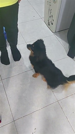 Kitkat training #puppy #dog #japaneseshihtzu #shorts #momzche