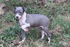 Francesca - Italian Greyhound Puppy DB5F70