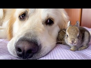 Lovely Golden Retriever has the Cutest Friends - Baby Bunnies!